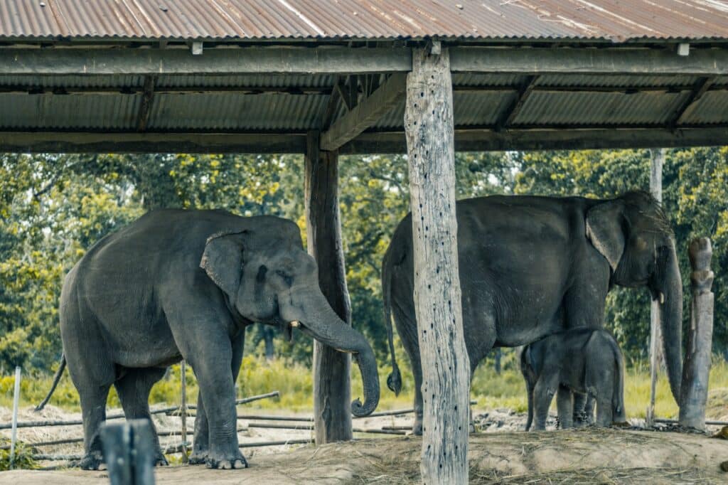 Chitwan Jungle Safari